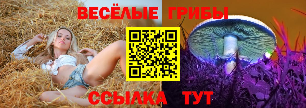 Псилоцибиновые грибы Psilocybe  как найти   Находка  Вход с VPN 